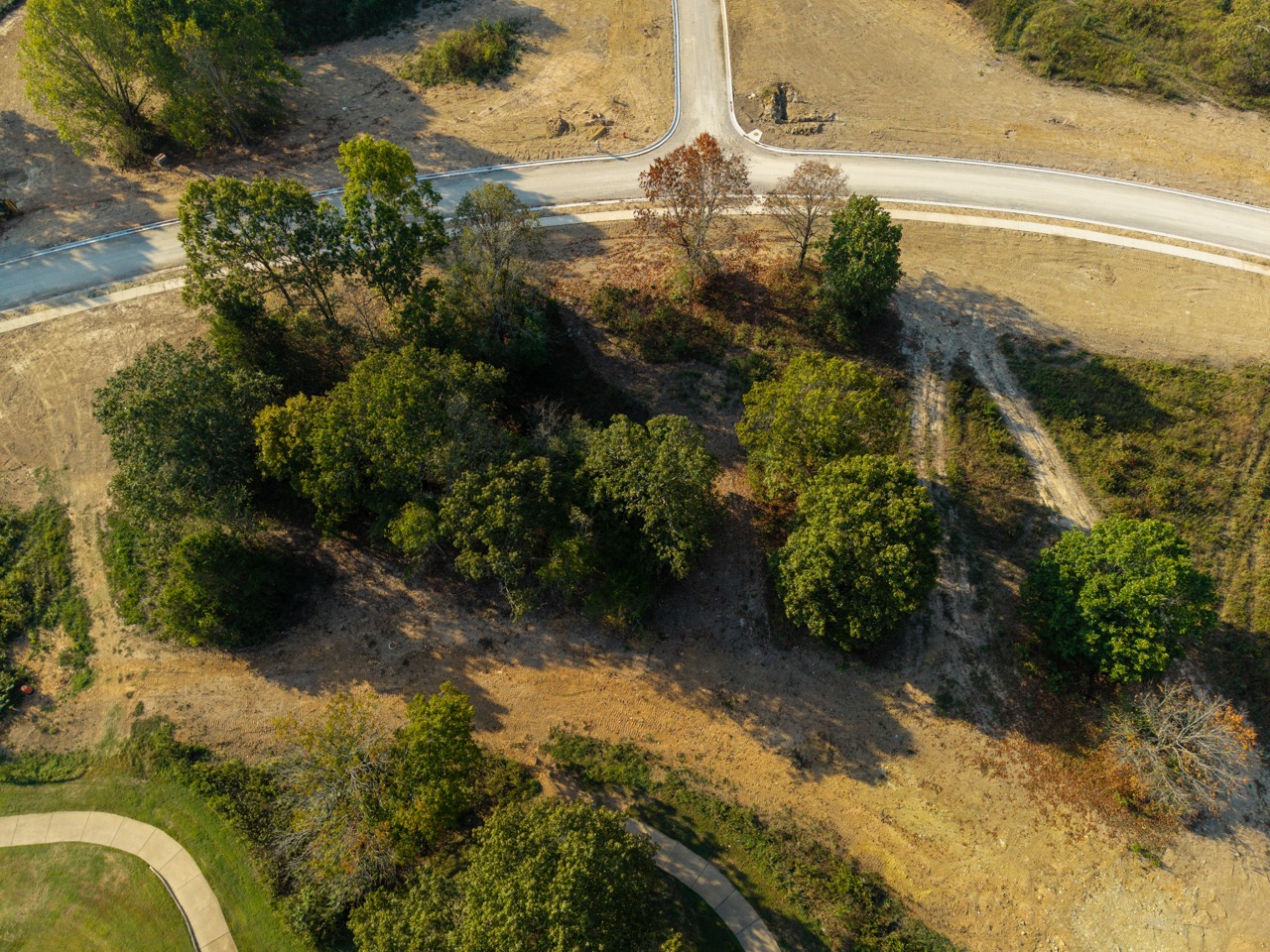 Aerial cluster of trees in a dry clearing.