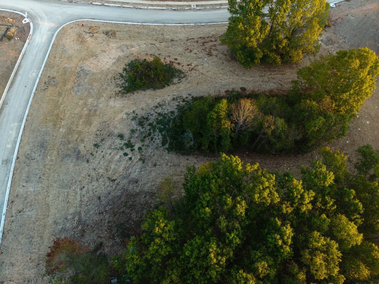 Tree cluster near curved road