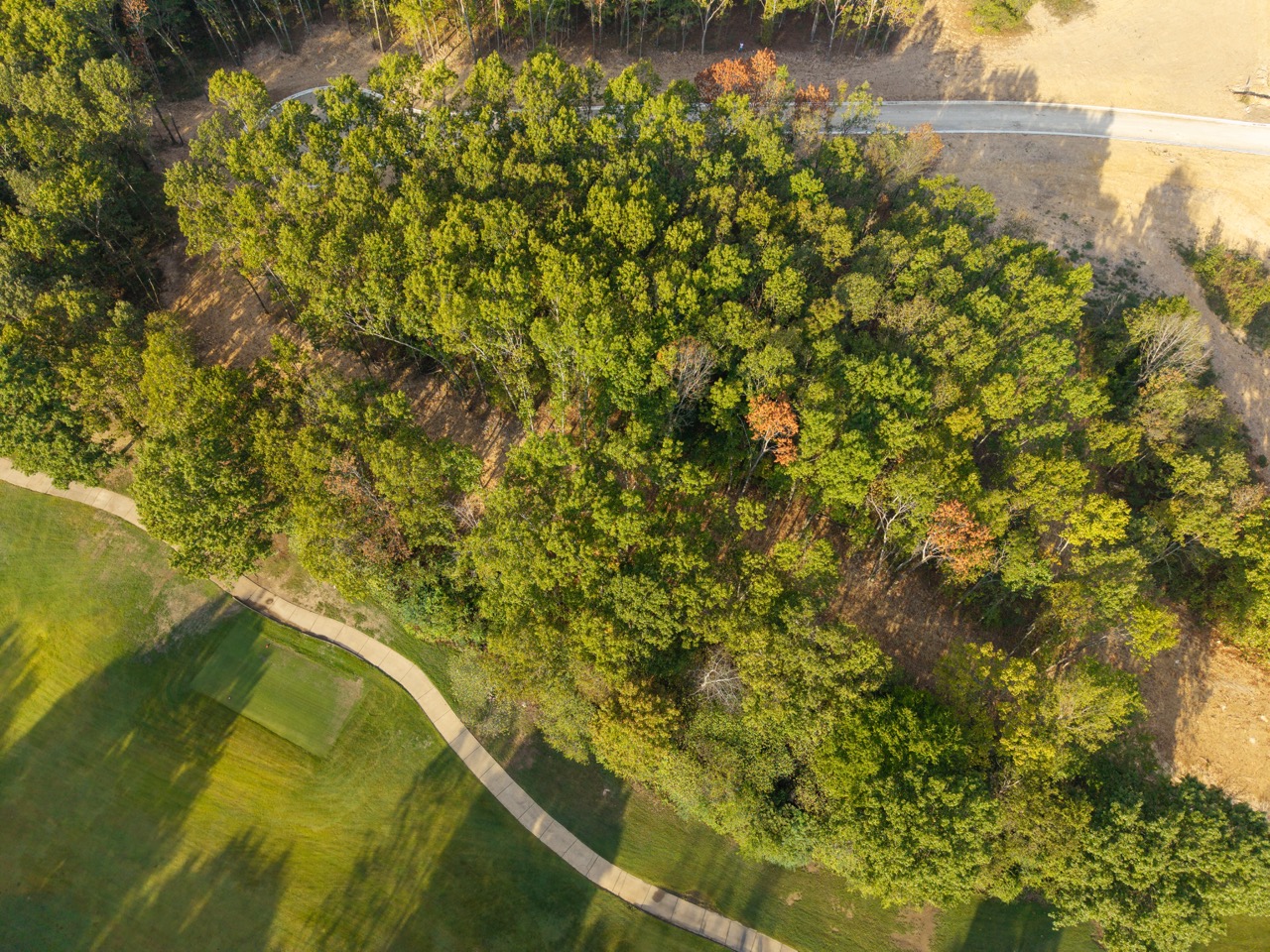 Dense forest canopy from above.