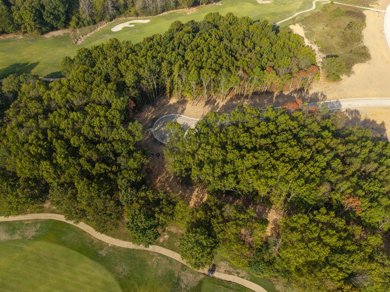 Dense pine forest seen from above