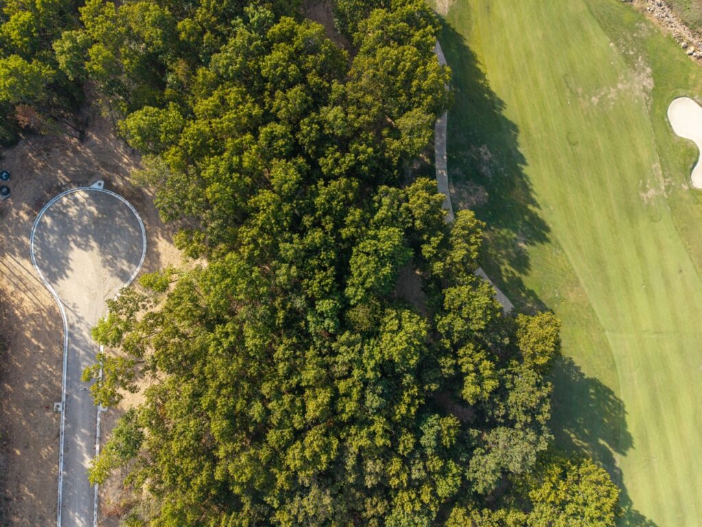 Dense cluster of green trees