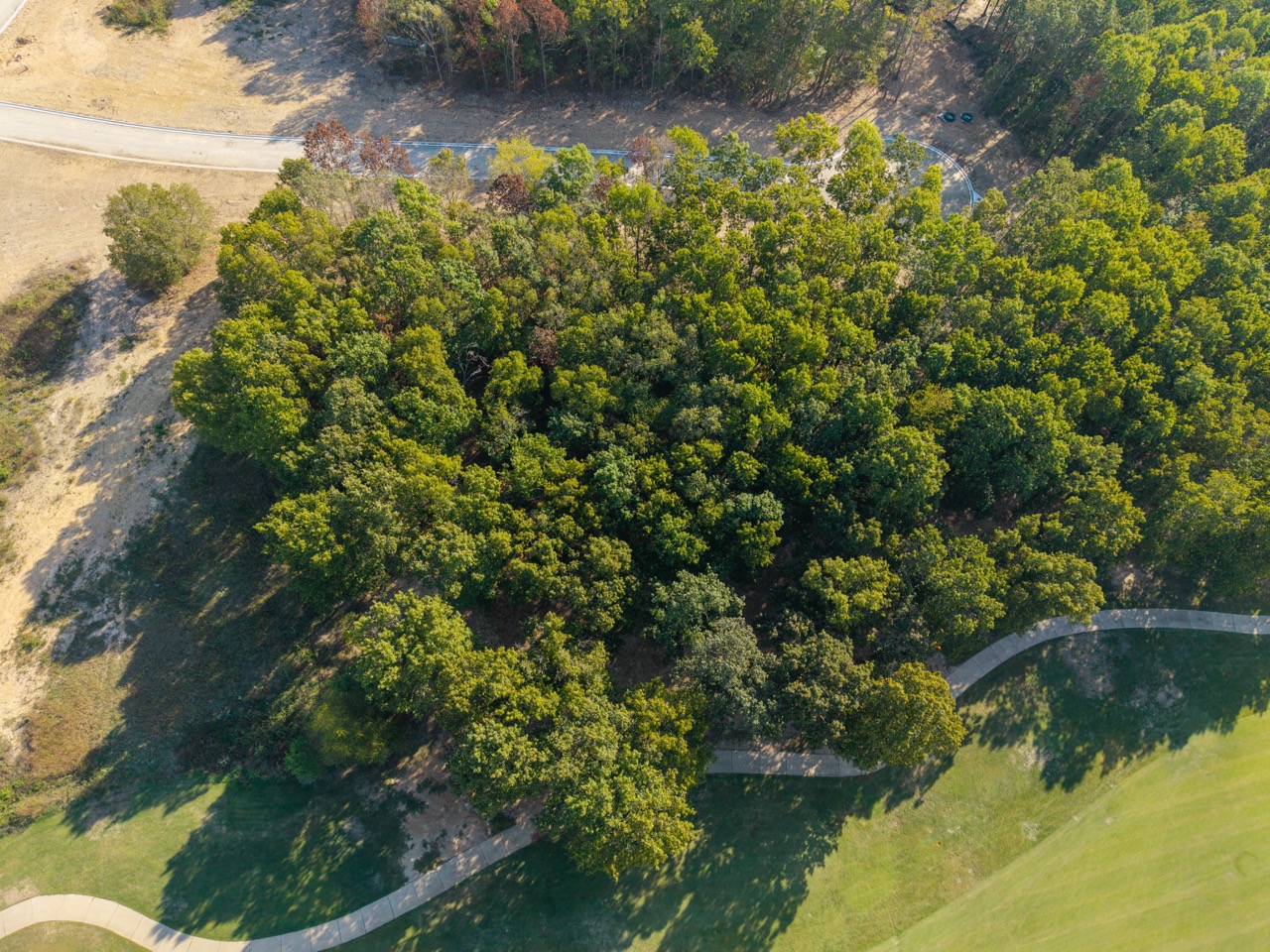 Aerial view of dense green tree canopy.