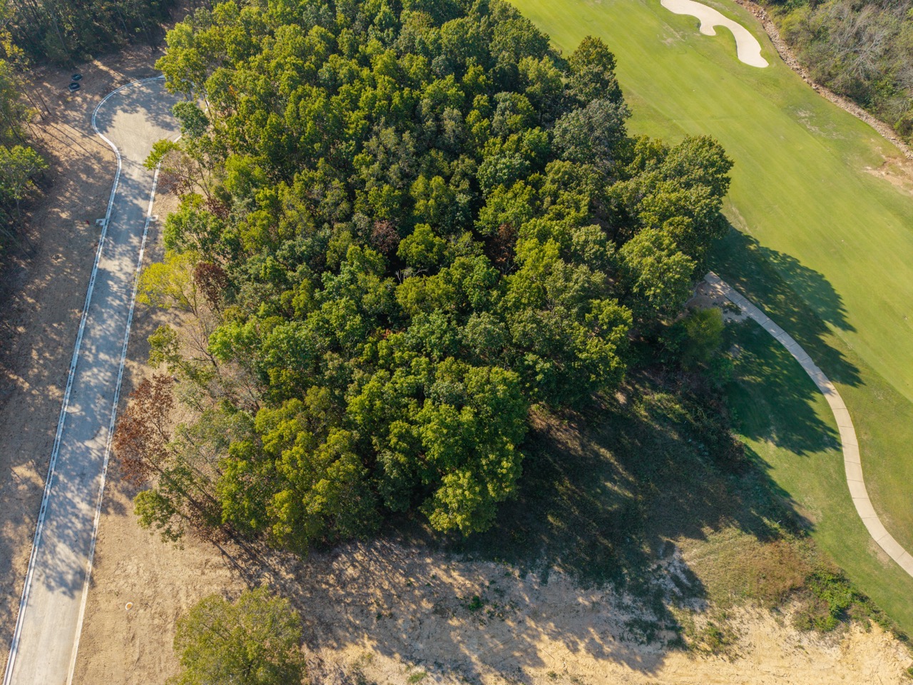 Dense cluster of trees