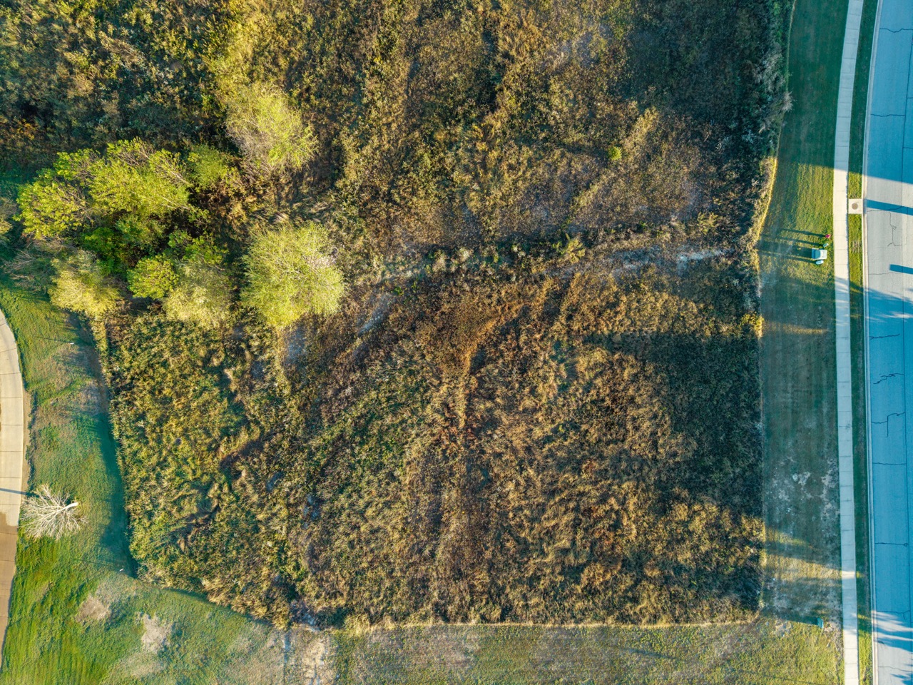 Dense shrubs forming square patch