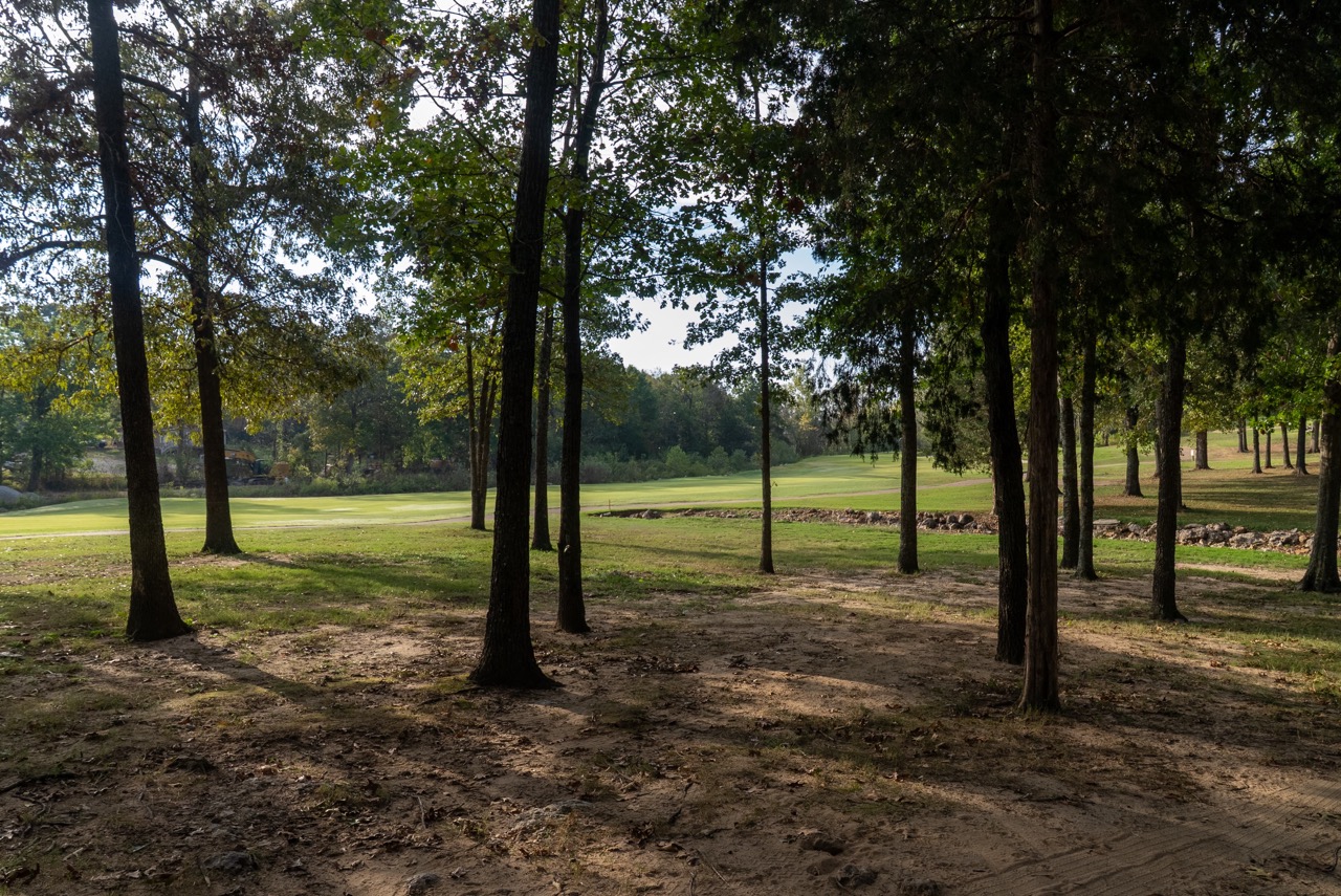 Tall trees in a sunlit park with grassy clearing.