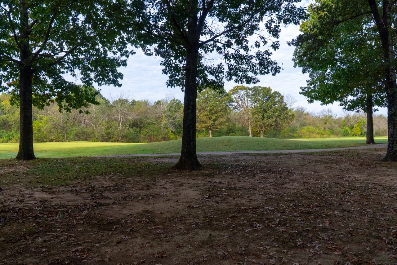 Tree trunks frame a sunlit grassy park