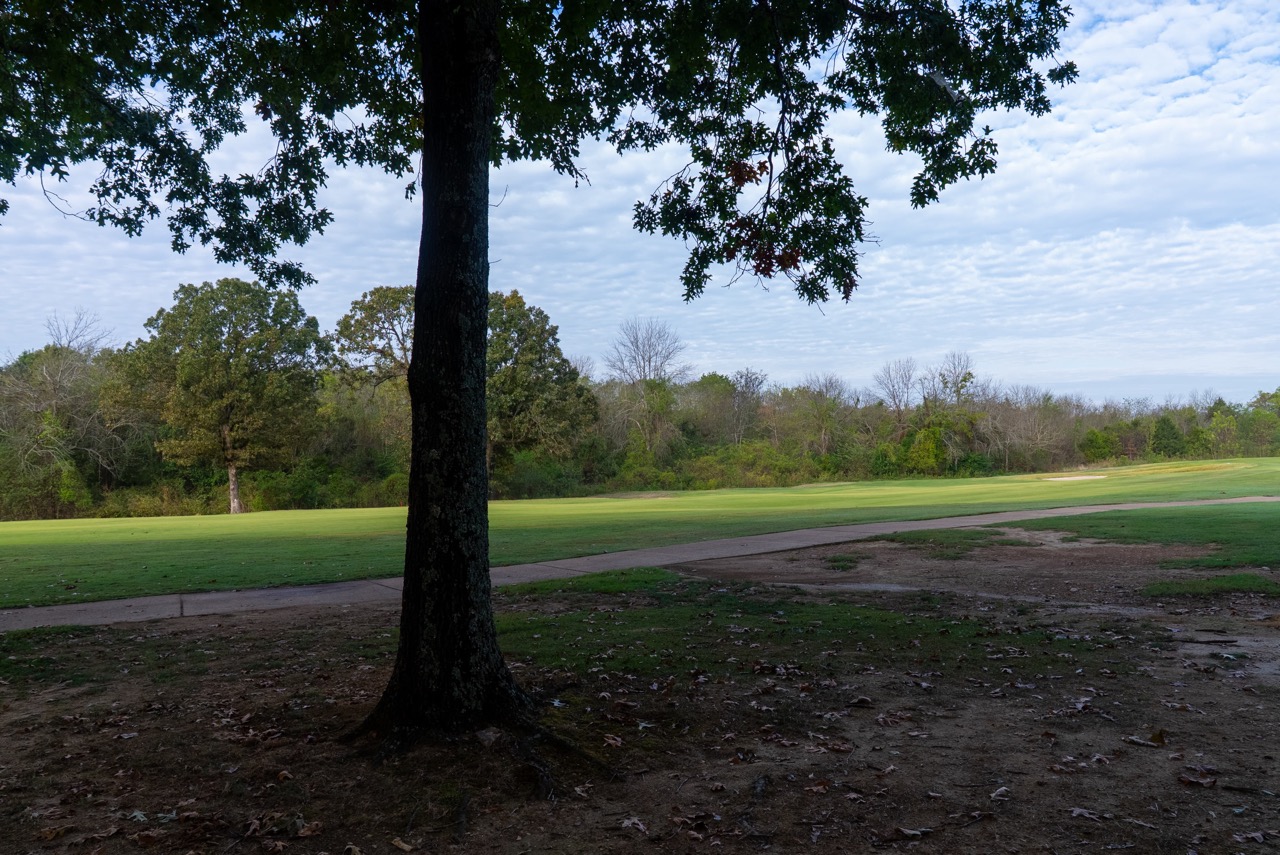 Large tree trunk in foreground