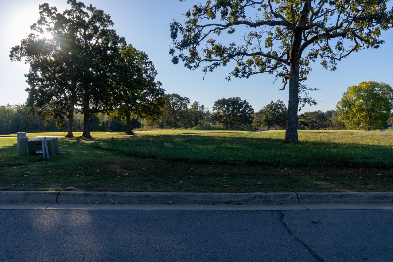 Large oak tree in sunlit park