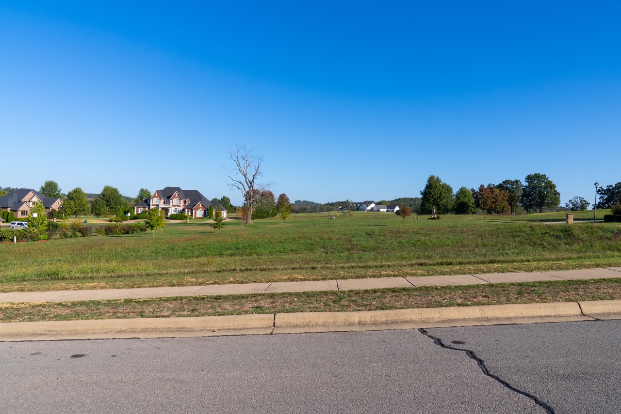 Leafless tree in expansive grassy field.