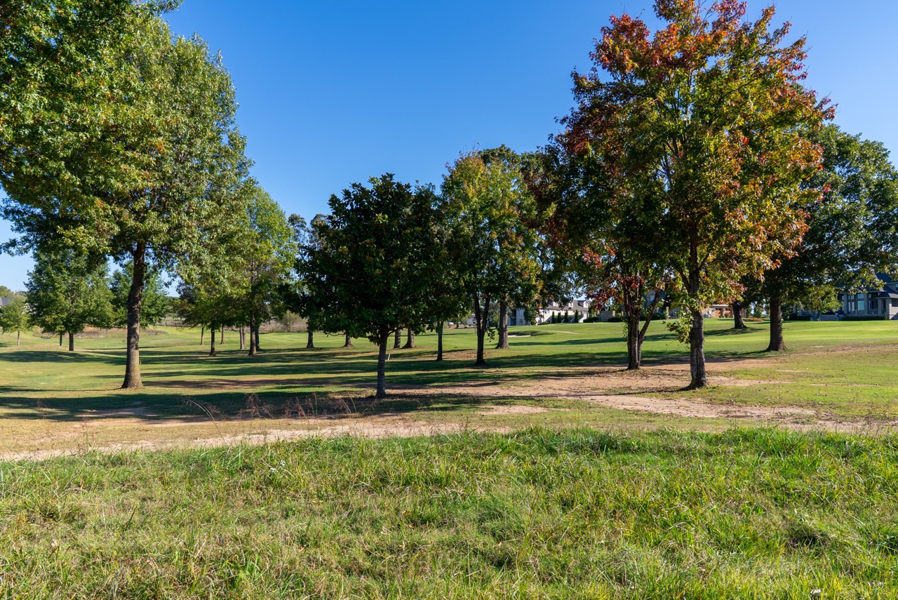 Row of trees in a park